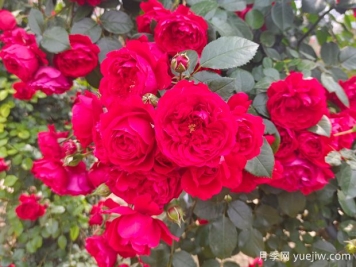 6款红色系的藤本月季品种，适合打造网红花墙
