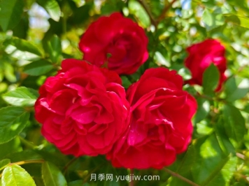 月季红木香爆花机器，花艳丽花量大花期长