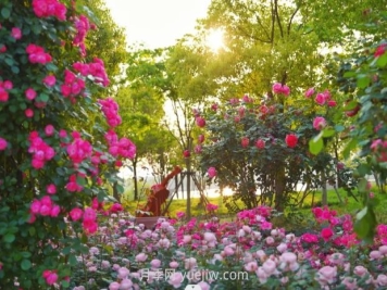 上海前滩休闲公园，月季花海盛景等你赏