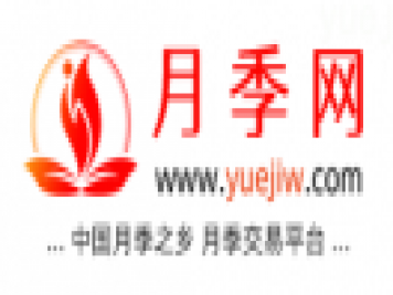 中国上海龙凤419，月季品种介绍和养护知识分享专业网站